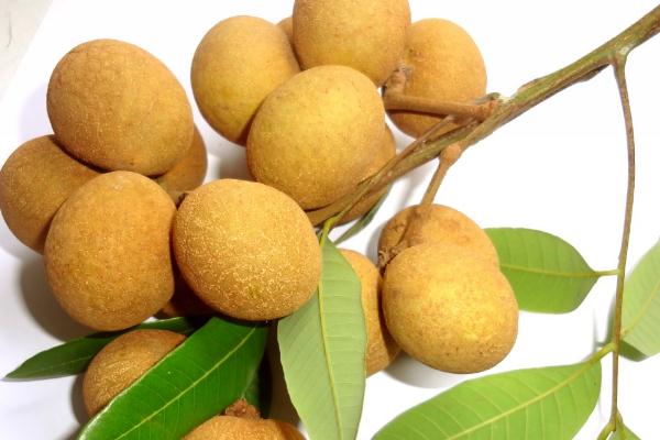 龍眼會(huì)發(fā)胖嗎 龍眼減肥期間可以吃嗎 龍眼會(huì)發(fā)胖嗎 龍眼減肥期間可以吃嗎