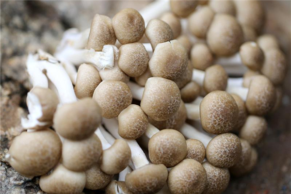 蟹味菇有苦味怎么回事 蟹味菇有苦味還能吃嗎 蟹味菇有苦味怎么回事 蟹味菇有苦味還能吃嗎