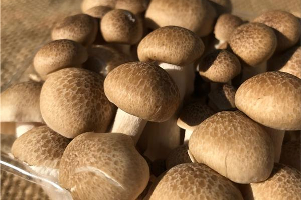 蟹味菇有苦味怎么回事 蟹味菇有苦味還能吃嗎 蟹味菇有苦味怎么回事 蟹味菇有苦味還能吃嗎