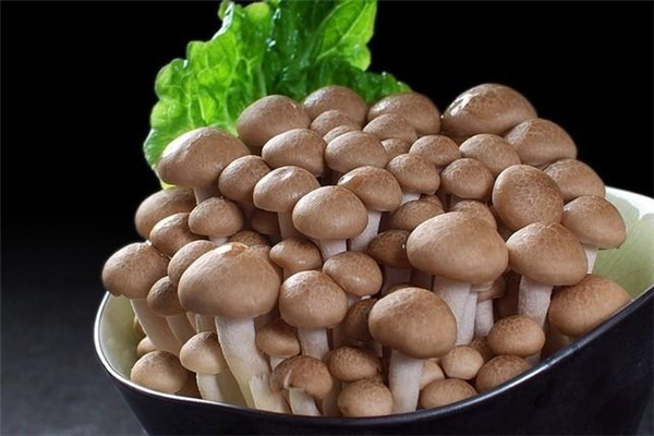 蟹味菇需要焯水嗎 蟹味菇要焯水多久 蟹味菇需要焯水嗎 蟹味菇要焯水多久