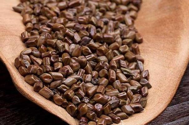 決明子泡水能每天長(zhǎng)期喝嗎 決明子泡水一次放多少 決明子泡水能每天長(zhǎng)期喝嗎 決明子泡水一次放多少