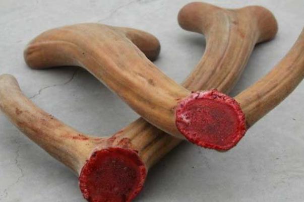 鹿茸泡水喝的功效 鹿茸泡水喝的方法 鹿茸泡水喝的功效 鹿茸泡水喝的方法