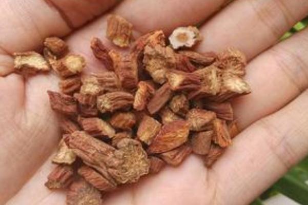 丹參泡水可以天天喝嗎 丹參泡水喝一天喝多少 丹參泡水可以天天喝嗎 丹參泡水喝一天喝多少