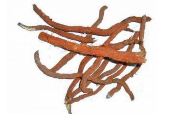 丹參可以泡水喝嗎 丹參泡水喝有什么功效 丹參可以泡水喝嗎 丹參泡水喝有什么功效