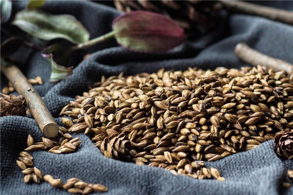 大麥茶可以天天喝嗎 大麥茶長(zhǎng)期喝會(huì)怎樣 大麥茶可以天天喝嗎 大麥茶長(zhǎng)期喝會(huì)怎樣