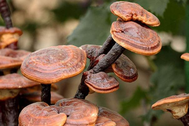 靈芝有什么用處 靈芝有幾種品種 靈芝有什么用處 靈芝有幾種品種
