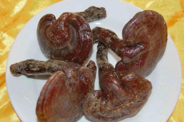 靈芝能治肝病嗎 靈芝能治胃病嗎 靈芝能治肝病嗎 靈芝能治胃病嗎