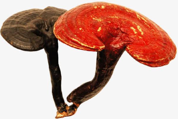 靈芝的功效與作用 靈芝的正確吃法 靈芝的功效與作用 靈芝的正確吃法