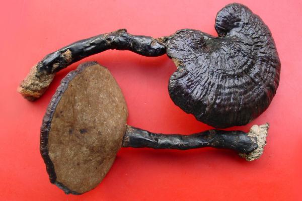 靈芝會上火不 靈芝上火還是降火 靈芝會上火不 靈芝上火還是降火