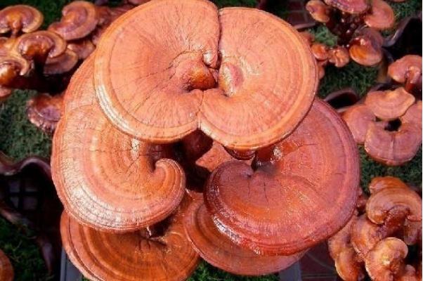 靈芝有什么用處 靈芝有幾種品種 靈芝有什么用處 靈芝有幾種品種