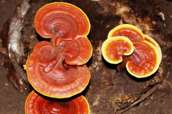 靈芝會上火不 靈芝上火還是降火 靈芝會上火不 靈芝上火還是降火