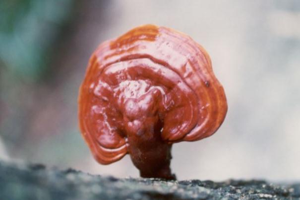 靈芝對(duì)腫瘤有治療效果嗎 靈芝對(duì)人體有什么好處 靈芝對(duì)腫瘤有治療效果嗎 靈芝對(duì)人體有什么好處