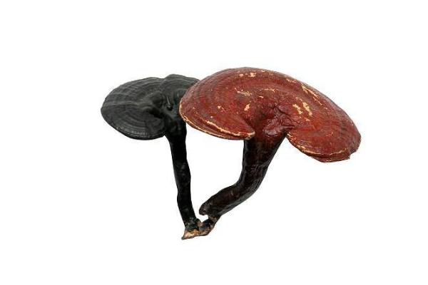 靈芝對(duì)腫瘤有治療效果嗎 靈芝對(duì)人體有什么好處 靈芝對(duì)腫瘤有治療效果嗎 靈芝對(duì)人體有什么好處