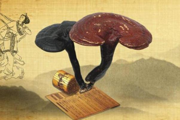 靈芝會上火不 靈芝上火還是降火 靈芝會上火不 靈芝上火還是降火