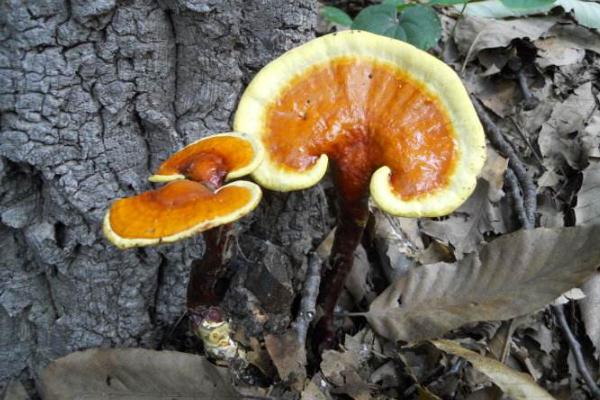 靈芝有什么用處 靈芝有幾種品種 靈芝有什么用處 靈芝有幾種品種