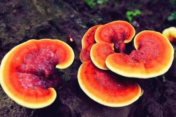 靈芝對(duì)腫瘤有治療效果嗎 靈芝對(duì)人體有什么好處 靈芝對(duì)腫瘤有治療效果嗎 靈芝對(duì)人體有什么好處