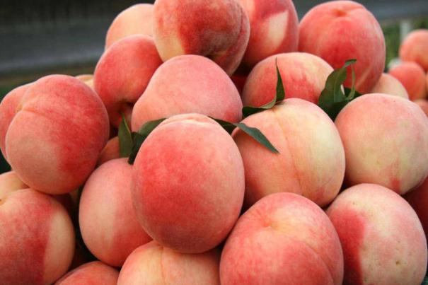 水蜜桃要怎么保存 水蜜桃要放冰箱保存嗎 水蜜桃要怎么保存 水蜜桃要放冰箱保存嗎