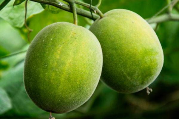 羅漢果的藥用功效 羅漢果的最佳配伍 羅漢果的藥用功效 羅漢果的最佳配伍