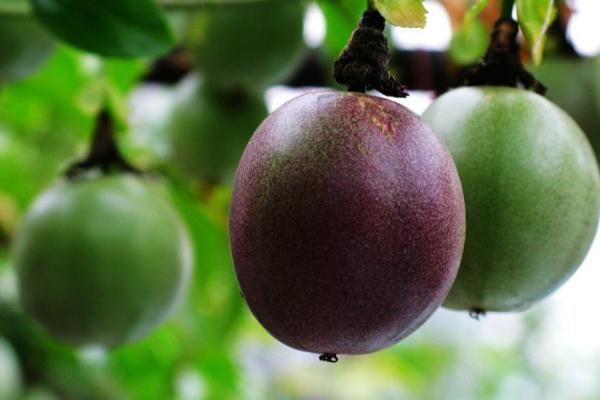 羅漢果有毒副作用嗎 羅漢果會(huì)升高血糖嗎 羅漢果有毒副作用嗎 羅漢果會(huì)升高血糖嗎