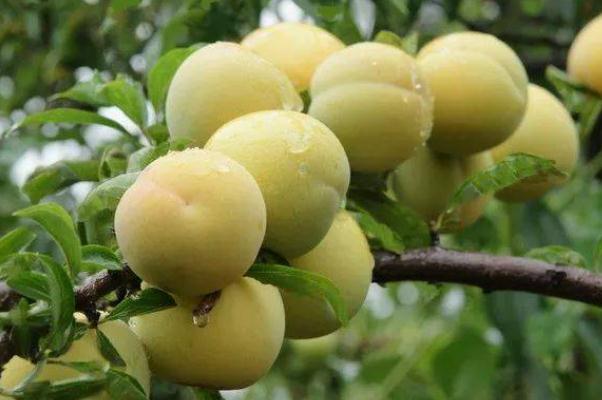 吃李子會(huì)影響月經(jīng)嗎 來(lái)月經(jīng)能吃李子嗎 吃李子會(huì)影響月經(jīng)嗎 來(lái)月經(jīng)能吃李子嗎