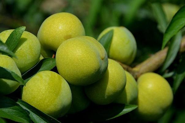 吃李子對(duì)胃有什么影響 胃不好能吃李子嗎 吃李子對(duì)胃有什么影響 胃不好能吃李子嗎