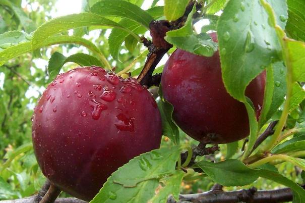 吃李子會(huì)影響月經(jīng)嗎 來(lái)月經(jīng)能吃李子嗎 吃李子會(huì)影響月經(jīng)嗎 來(lái)月經(jīng)能吃李子嗎