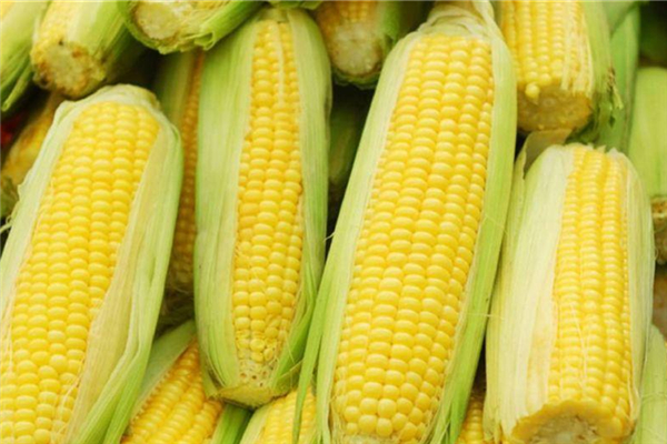 煮玉米是冷水下鍋還是熱水下鍋 玉米怎么煮好吃 煮玉米是冷水下鍋還是熱水下鍋 玉米怎么煮好吃