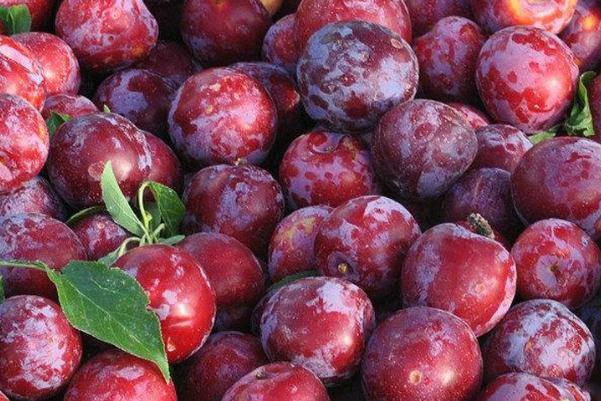 吃李子會上火嗎 吃李子會胖么 吃李子會上火嗎 吃李子會胖么