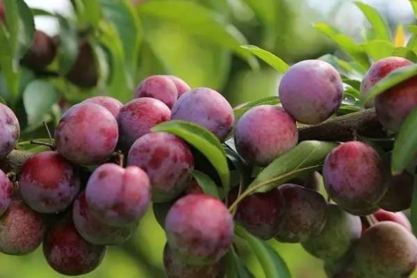 吃李子血糖會升高嗎 血糖高能吃李子嗎 吃李子血糖會升高嗎 血糖高能吃李子嗎