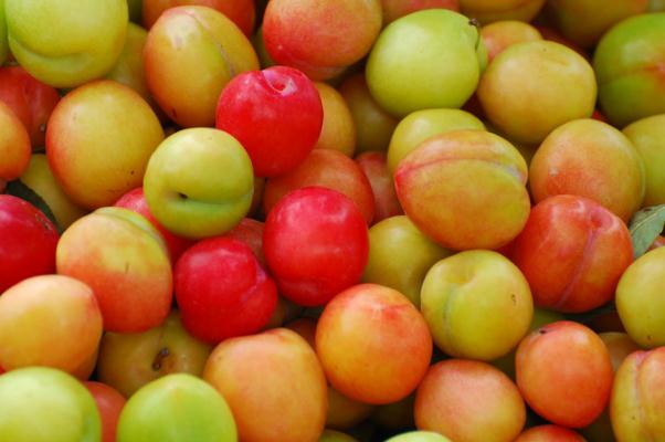 吃李子血糖會升高嗎 血糖高能吃李子嗎 吃李子血糖會升高嗎 血糖高能吃李子嗎