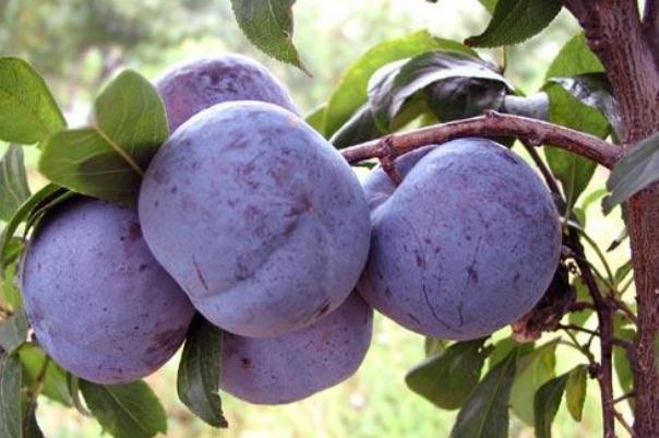 吃李子會脹氣嗎 吃李子脹氣了怎么辦 吃李子會脹氣嗎 吃李子脹氣了怎么辦