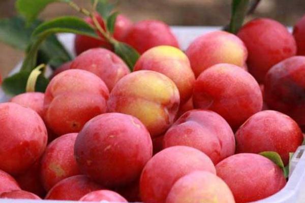 吃李子會(huì)影響月經(jīng)嗎 來(lái)月經(jīng)能吃李子嗎 吃李子會(huì)影響月經(jīng)嗎 來(lái)月經(jīng)能吃李子嗎