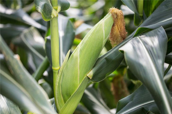 玉米當(dāng)主食吃好嗎 玉米當(dāng)主食有什么壞處 玉米當(dāng)主食吃好嗎 玉米當(dāng)主食有什么壞處