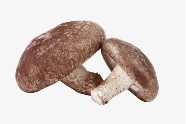 香菇會(huì)過(guò)敏嗎 香菇過(guò)敏怎么辦 香菇會(huì)過(guò)敏嗎 香菇過(guò)敏怎么辦