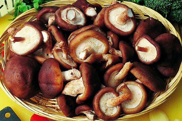 香菇對(duì)胃好嗎 香菇對(duì)胃病有好處嗎 香菇對(duì)胃好嗎 香菇對(duì)胃病有好處嗎