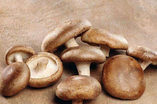 香菇對(duì)胃好嗎 香菇對(duì)胃病有好處嗎 香菇對(duì)胃好嗎 香菇對(duì)胃病有好處嗎