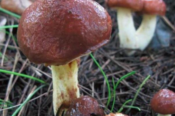 松蘑有毒嗎 松蘑有蟲子怎么辦 松蘑有毒嗎 松蘑有蟲子怎么辦