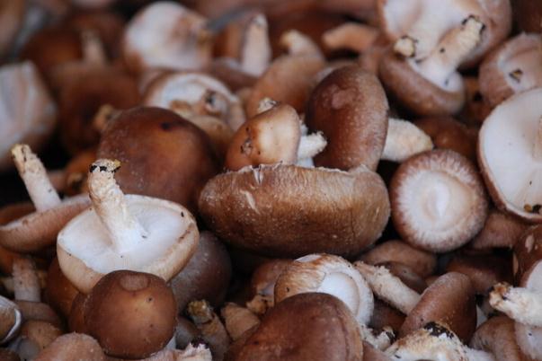 香菇要煮多久能熟 香菇要泡發(fā)多久 香菇要煮多久能熟 香菇要泡發(fā)多久