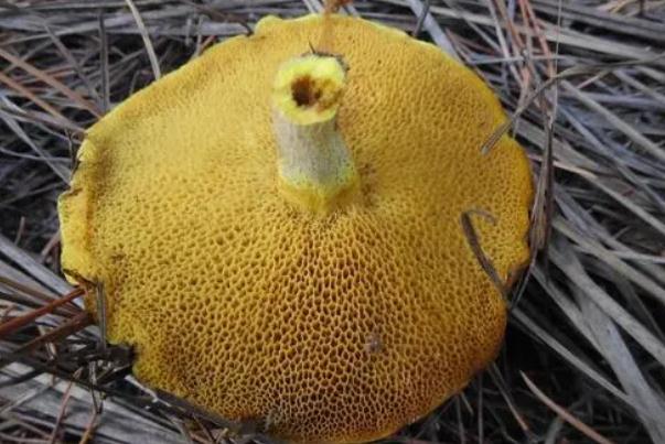 松蘑是松茸嗎 松蘑是高嘌呤食物嗎 松蘑是松茸嗎 松蘑是高嘌呤食物嗎