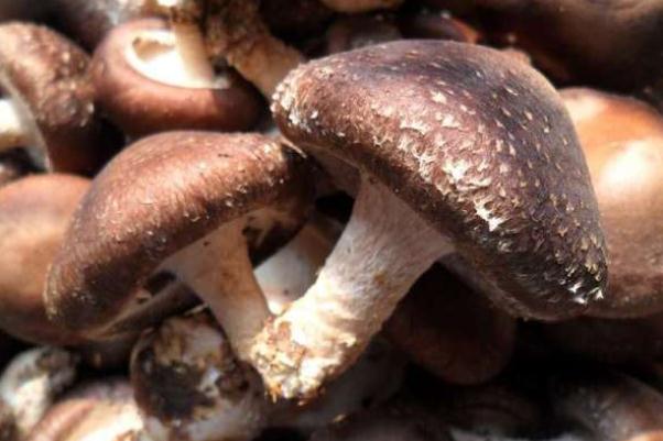 香菇要煮多久能熟 香菇要泡發(fā)多久 香菇要煮多久能熟 香菇要泡發(fā)多久