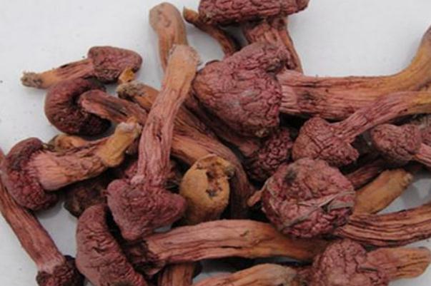 松蘑是松茸嗎 松蘑是高嘌呤食物嗎 松蘑是松茸嗎 松蘑是高嘌呤食物嗎