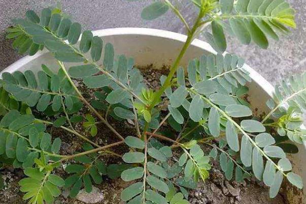 雞骨草會(huì)引起腹瀉嗎 雞骨草的副作用 雞骨草會(huì)引起腹瀉嗎 雞骨草的副作用