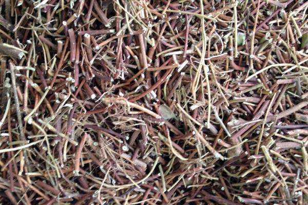 雞骨草對(duì)膽囊炎有效果嗎 雞骨草可以長(zhǎng)期泡水喝嗎