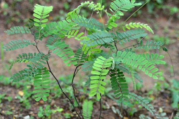 雞骨草會(huì)引起腹瀉嗎 雞骨草的副作用 雞骨草會(huì)引起腹瀉嗎 雞骨草的副作用
