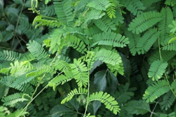 雞骨草的功效與作用 雞骨草孕婦可以喝嗎 雞骨草的功效與作用 雞骨草孕婦可以喝嗎