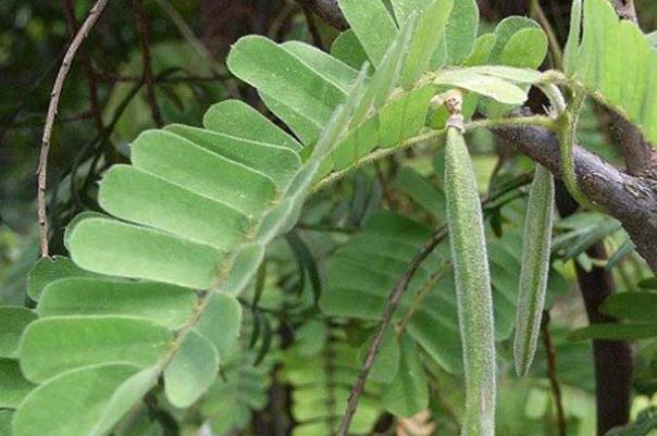 雞骨草會(huì)引起腹瀉嗎 雞骨草的副作用 雞骨草會(huì)引起腹瀉嗎 雞骨草的副作用