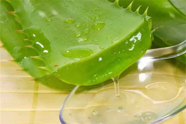 蘆薈膠的功效和作用 蘆薈膠什么牌子好 蘆薈膠的功效和作用 蘆薈膠什么牌子好