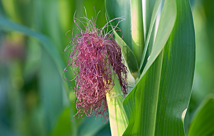 玉米須水喝多了會怎樣 玉米須水喝多了有副作用嗎 玉米須水喝多了會怎樣 玉米須水喝多了有副作用嗎