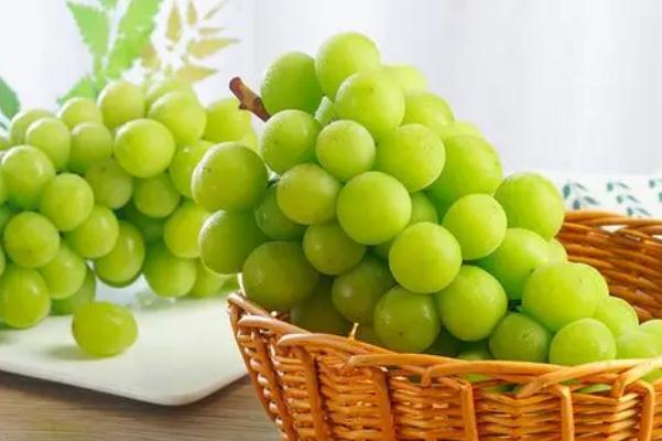 青提葡萄可以做葡萄酒嗎 青提葡萄可以吃皮嗎 青提葡萄可以做葡萄酒嗎 青提葡萄可以吃皮嗎