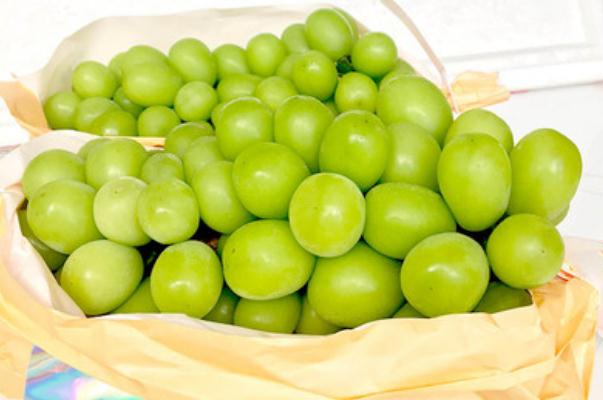 青提的營養(yǎng)價(jià)值 青提的皮可以吃嗎 青提的營養(yǎng)價(jià)值 青提的皮可以吃嗎